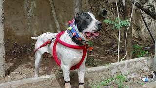 Champion Bully Dog name Bhalo Havey and Healthy Body Dog