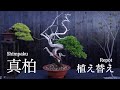 小品盆栽 真柏 植え替え [盆栽・初心者]