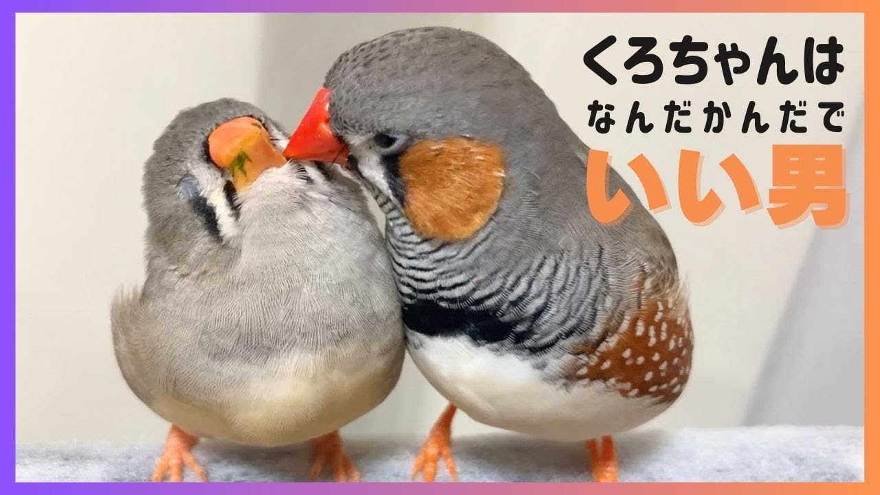 【キンカチョウ】くろちゃんはなんだかんだでいい男