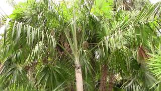 Dypsis onilahensis at Gizella Kopsick Arboretum