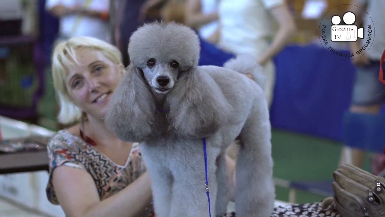 MASTER GROOMING SHOW 2018 YouTube