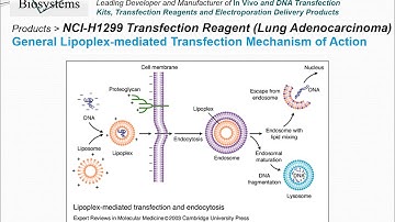 Altogen Biosystems NCI-H1299 Transfection Reagent