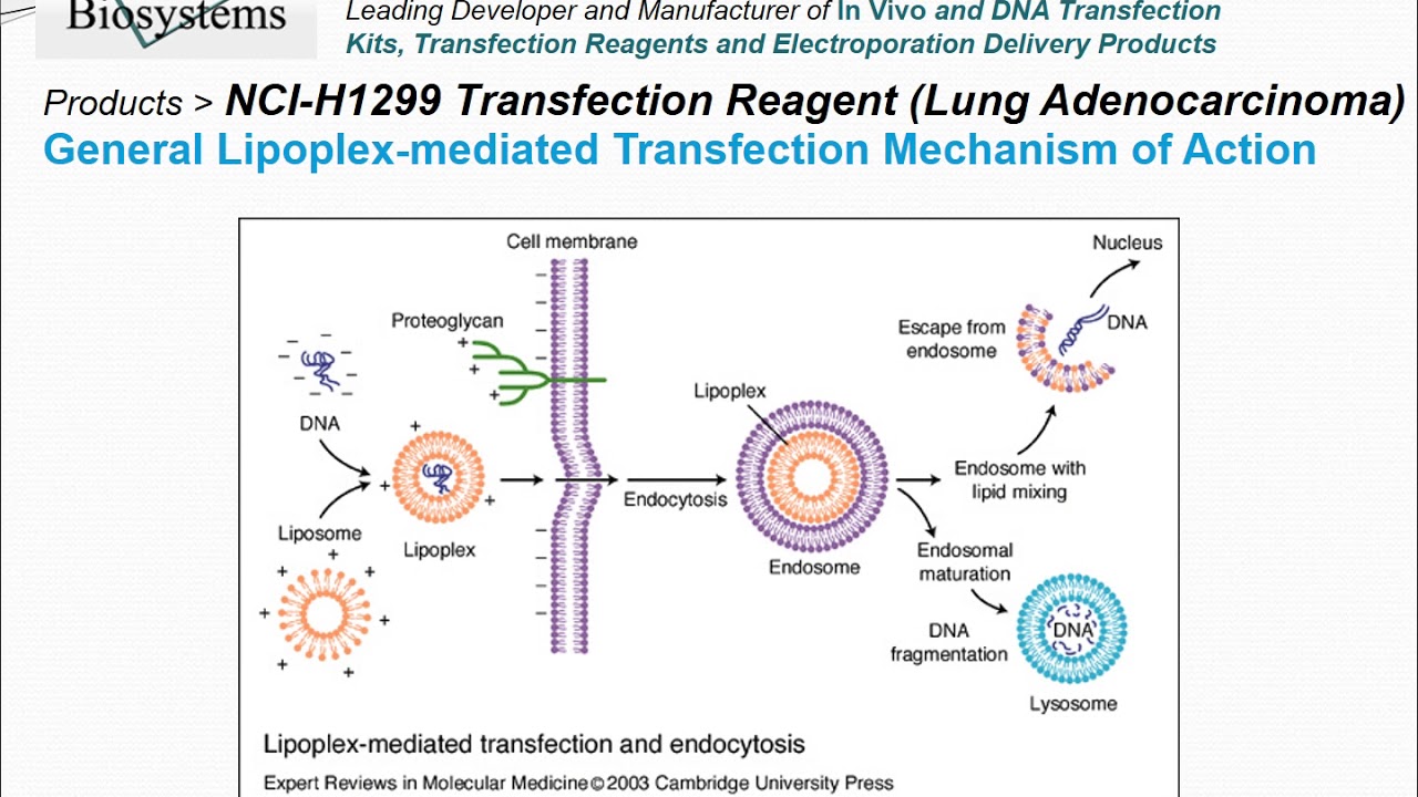 Altogen Biosystems NCI-H1299 Transfection Reagent - YouTube