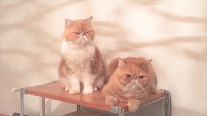 Watch the video about Living with two lovely exotic shorthair cat