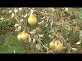 Урожайність груші сорту ""Ноябрська""