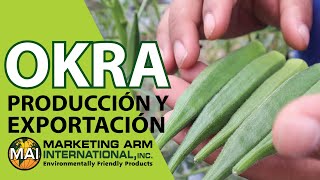 Producción de Okra  con productos Marketing Arm International  en Honduras, C.A.