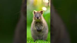 🐾 Tiny quokka smiling in my hands 🌞 #animals