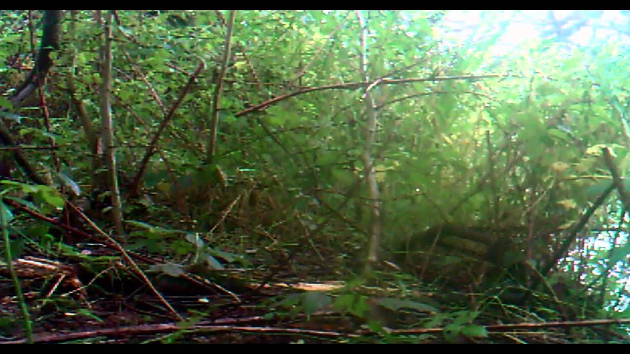 nature kpop Mink