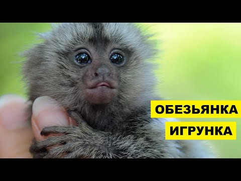 Маленькая обезьянка игрунка в домашних условиях | Пальчиковая обезьяна | Мармозетка