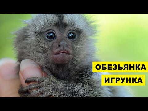 Видео: Что такое пальчиковая обезьяна?