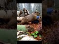 Capybaras in a Finnish Mist: Early Summer Lake Life