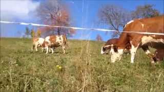 Verso mucche al Pascolo in montagna a Bertesseno (Viù)