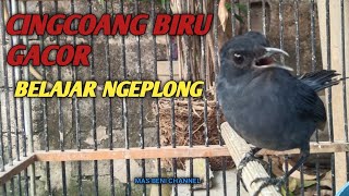 CINGCOANG BIRU GACOR BELAJAR NGEPLONG