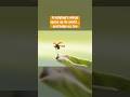 Flight Sets Ladybugs Free | #DeepLook #Shorts
