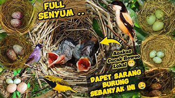 Full Senyum Bossku | Dapet Sarang Burung Sebanyak Ini | Mencari Sarang Burung‼️