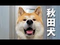 Akita inu  japanese dog living in germany  a day in the life of yuki  