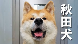 AKITA INU - Japanese Dog Living In Germany | A Day In The Life Of Yuki | 秋田犬 by Akita Yuki 353,314 views 6 years ago 13 minutes, 46 seconds