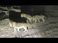Djuma: Three Avoca male lions quietly walk by - 01:27 - 07/16/18