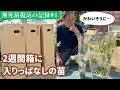 瀕死苗復活の記録#1　2週間箱に入りっぱなしの苗【がんばれバラ苗君】#根腐れ苗からの再生　2024年5月22日撮影