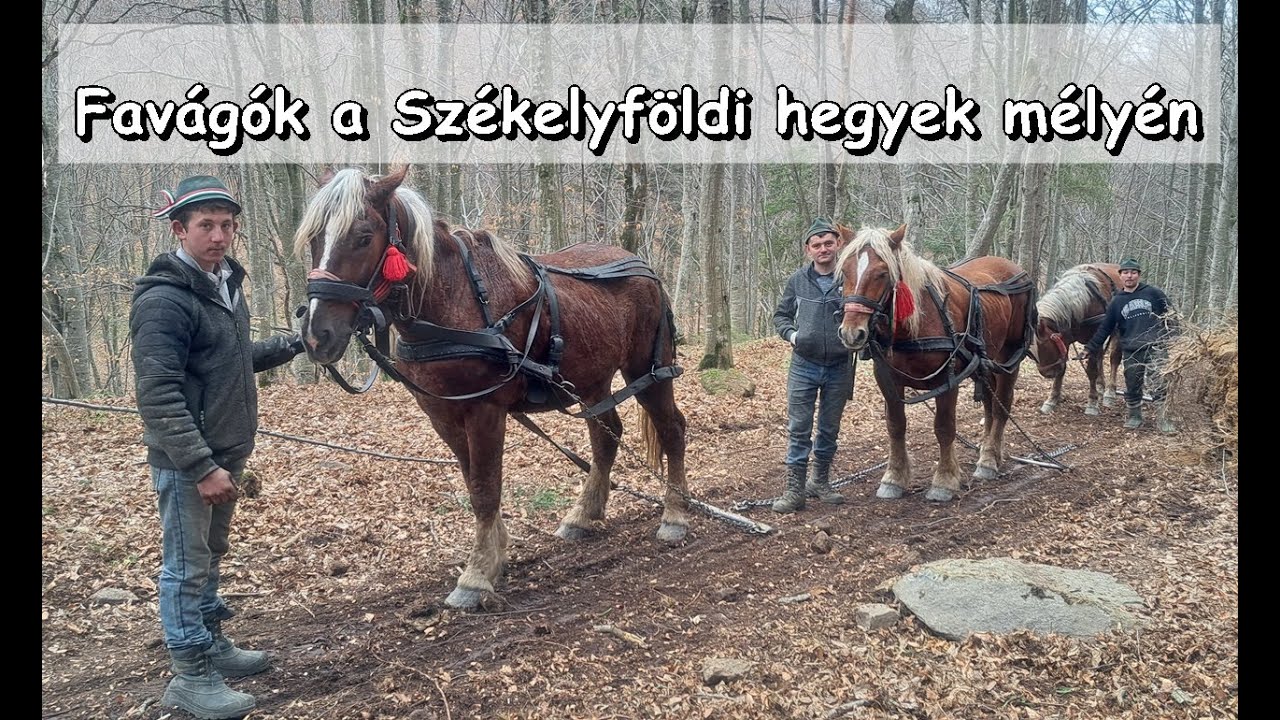 Favágókkal találkoztunk Székelyföldön, a Nemere-hegység mélyén. Loggers working in the forest.
