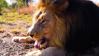 Lion Feeding Day The Lion Whisperer