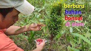 berburu bahan bonsai di alam liar - dapat bahan bonsai unik