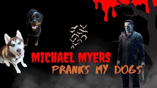 Michael Myers Pranks on Husky & Rottweiler Compilation Husky Pranked By Michael Meyers