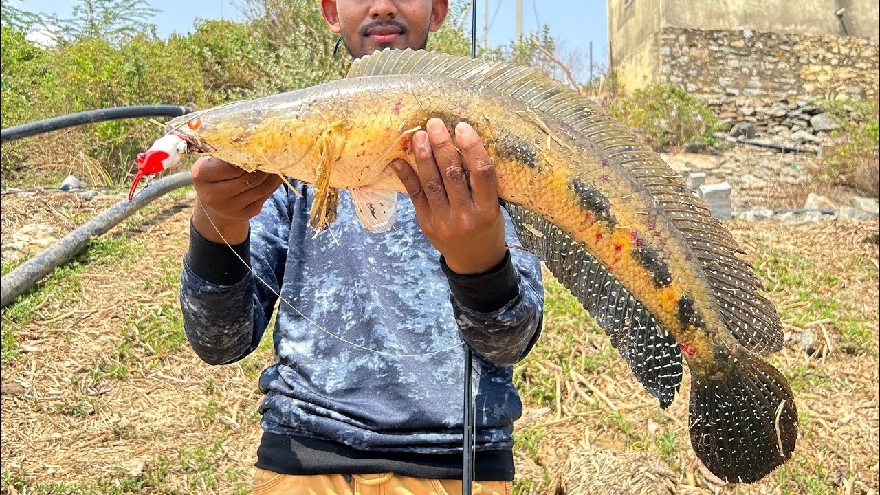 Amazing Snakehead Fishing Best frog 🐸 for Murrel Hunting murrel 