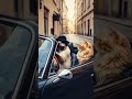 #dreamscreenai #khabbiseat #catlovers