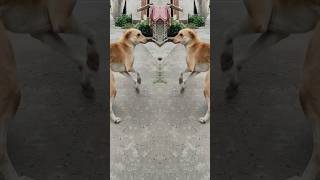 dog dar gaya aur oo bhagane Laga hai #dog #how #art