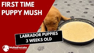 Labrador Puppies - First Time Puppy Mush - Week 3 (January 2024)