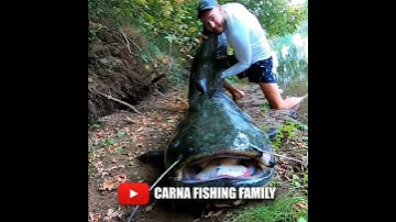 Thumbnail of IKAN LELE TERBESAR DI DUNIA #shortvideo #videoshorts #layar13