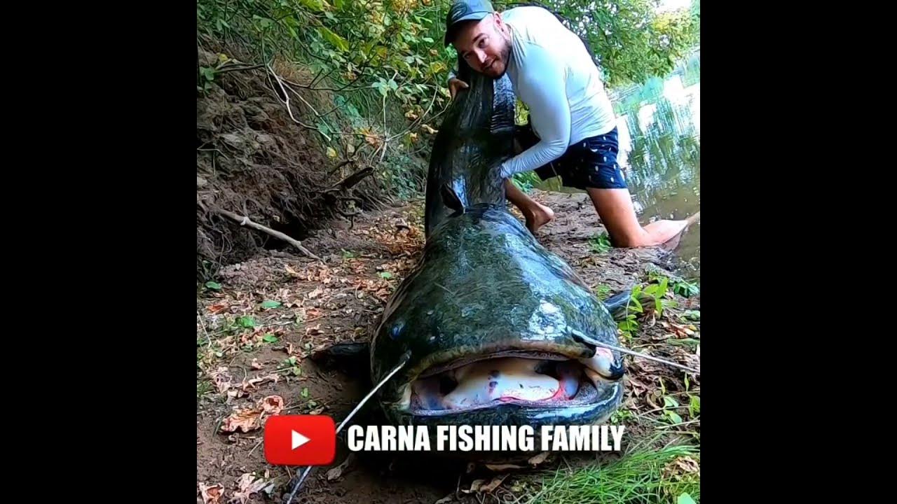 IKAN LELE TERBESAR DI DUNIA #shortvideo #videoshorts #layar13