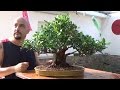 El ficus de mi mujer en su nueva maceta de autor