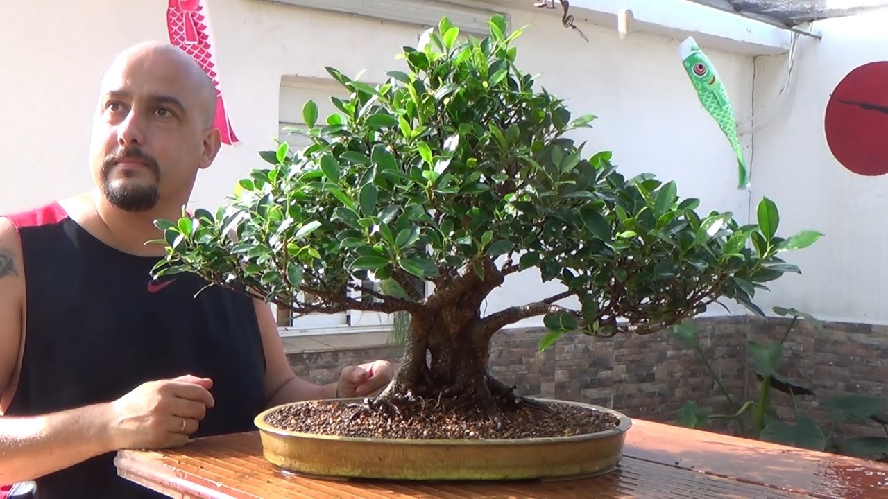 El ficus de mi mujer en su nueva maceta de autor