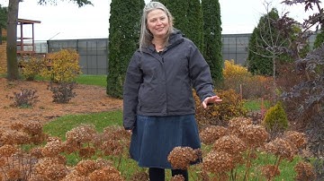 3 Reasons to Prune Your Smooth Hydrangea in Fall