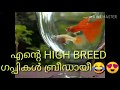 High breed guppys himas creations