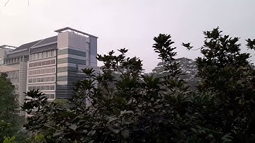 merdunya suara burung di pagi hari
