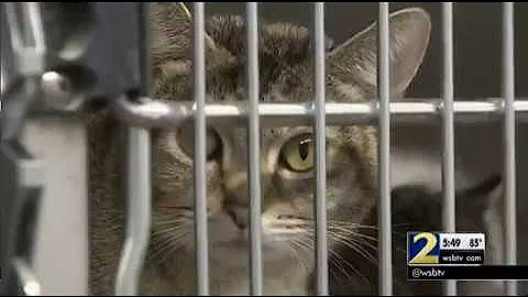 Animal Shelter under state quarantine for deadly cat virus