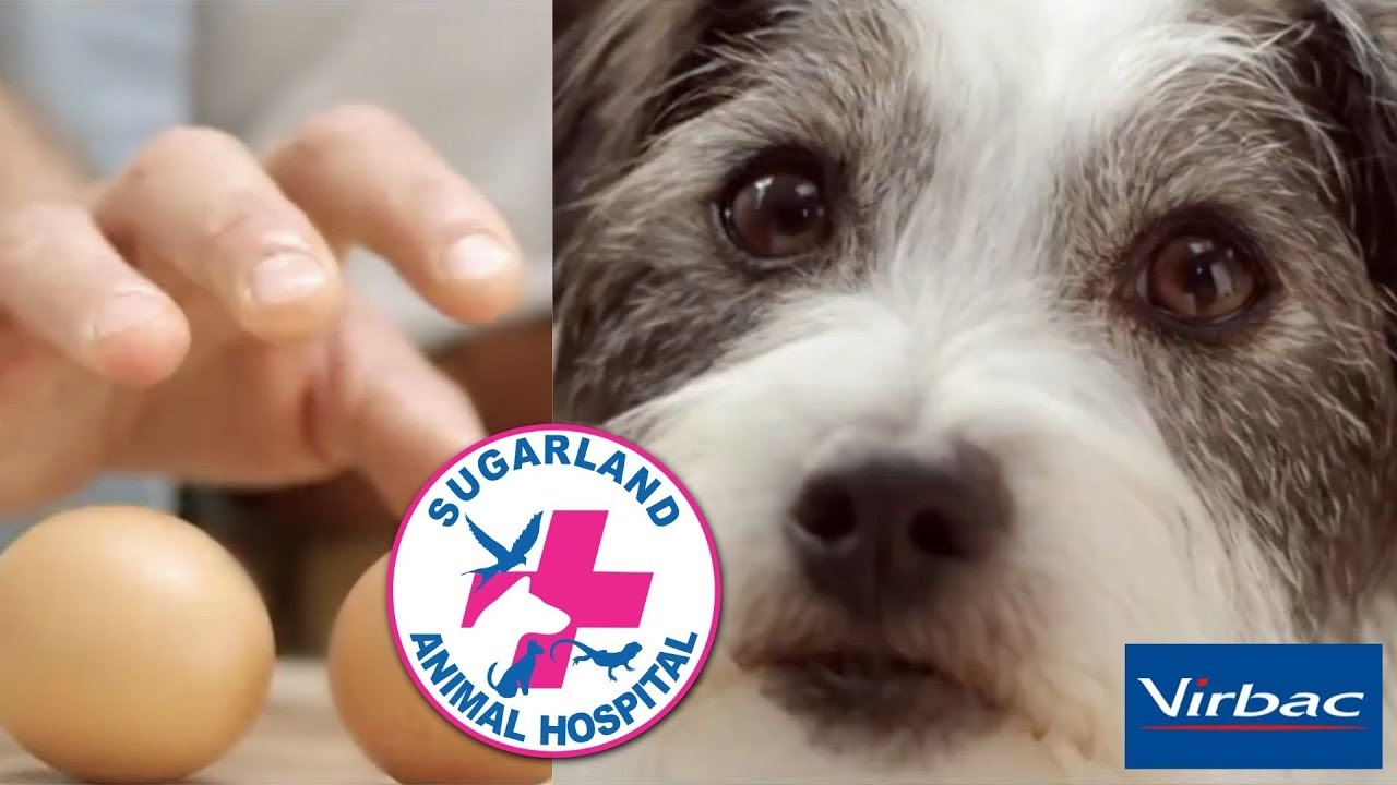 virbac senior neutered dog