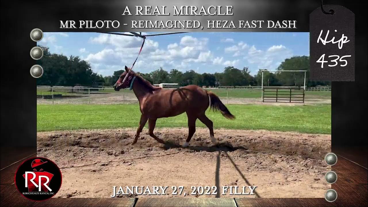 LQHBA Yearling Hip 435 YouTube