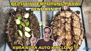 Tips Membersihkan Tempurung Alligator Snapping Turtle (AST), Bisa Bersih Seperti Aslinya !!!