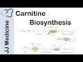 Carnitine Biosynthesis Pathway
