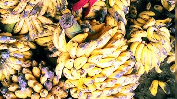 Chuối cô đơn, chuối rừng Kon Tum