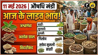नीमच औषधि मंडी भाव टुडे 🌱🤯।। औषधि मंडी में बिकने वाली जंगली औषधियों के भाव 😱 ।। Ashish Dhakad 
