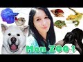 JE VOUS PRÉSENTE TOUS MES ANIMAUX ! (Chiens, reptiles, insectes... 2019)