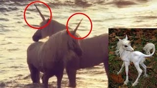 10 Real Unicorn Caught On Camera