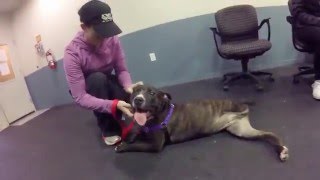 The Washington Humane Society