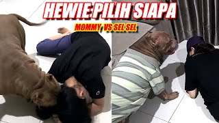 UNEXPECTED! Fainting in Front of Hewie Pitbull Who Gets Helped First | Dogs Videos #hewiepitbull