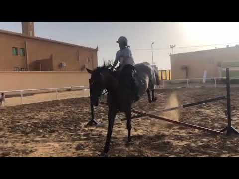 الفارس ضياء الأسود